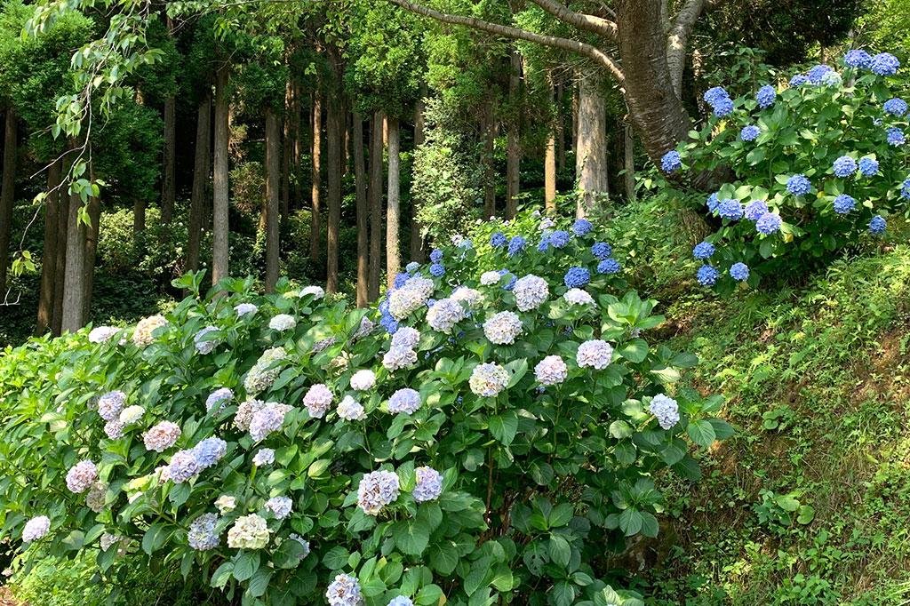 🌳 시민 사계절의 숲 (시민 시키노모리) 이미지 7
